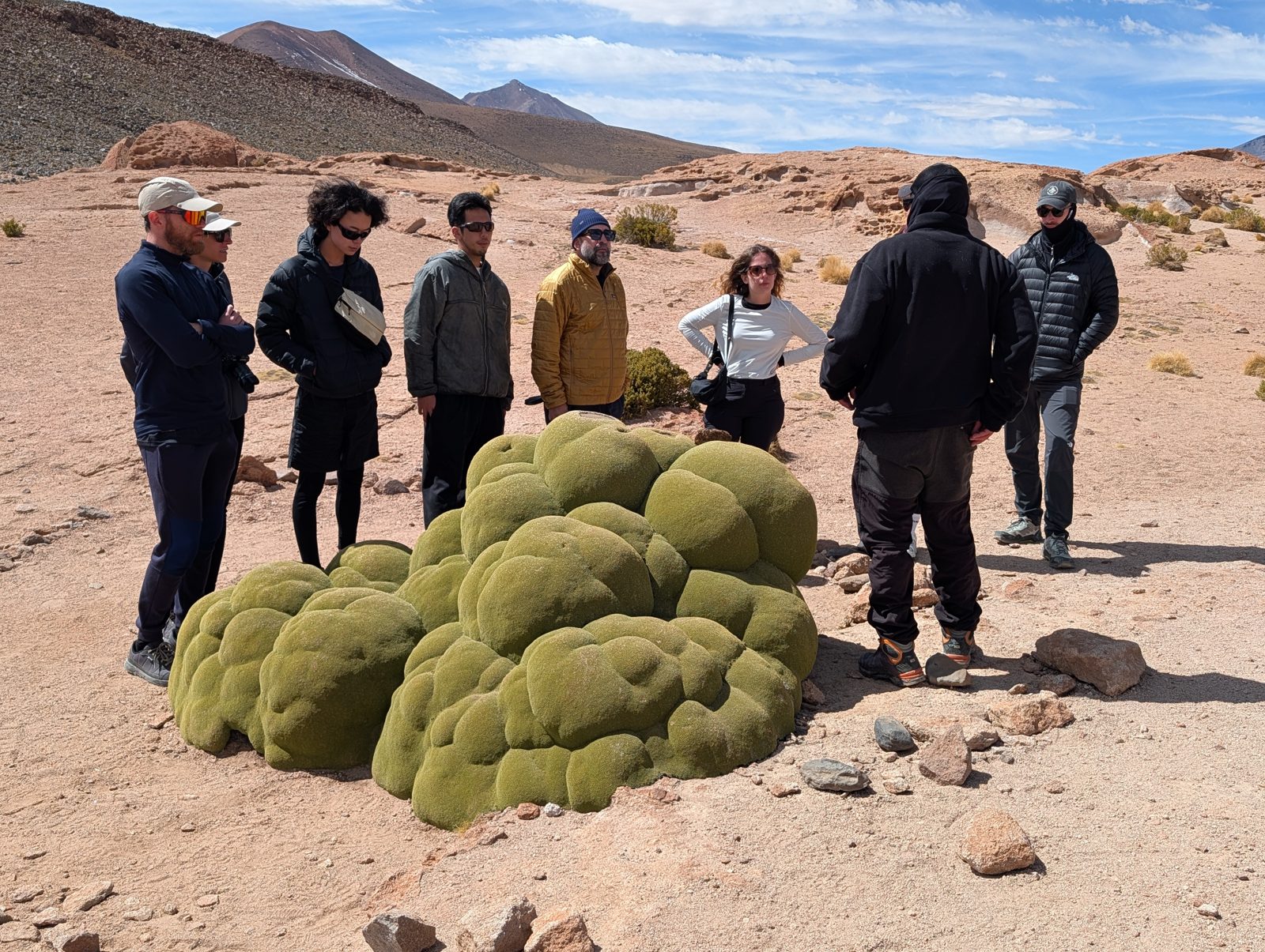 Yareta. It looks like moss and feels like rock, and the big mounds are centuries old.