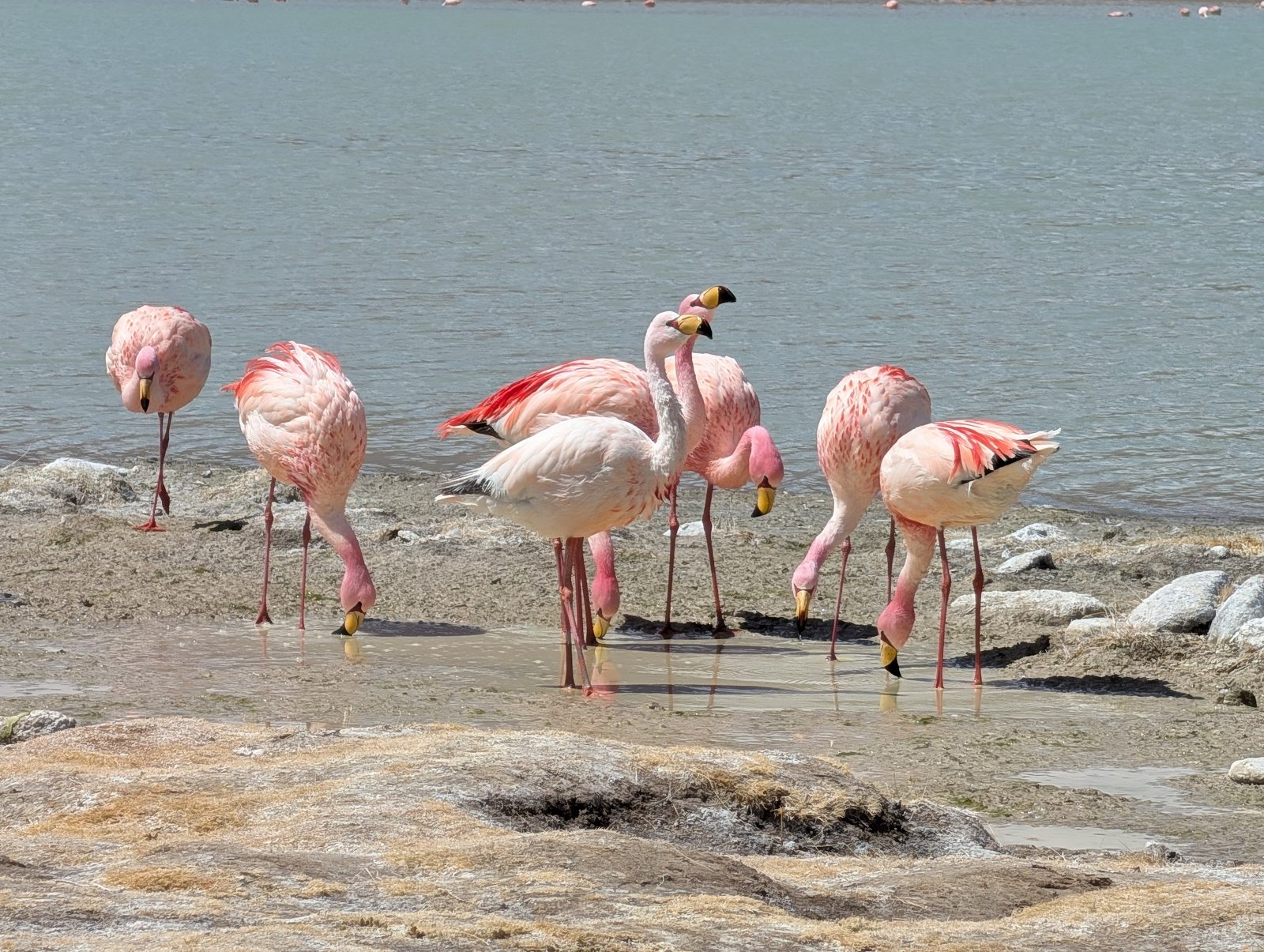 Flamingos at the lagoons. Three species live up here, in water that freezes every night.