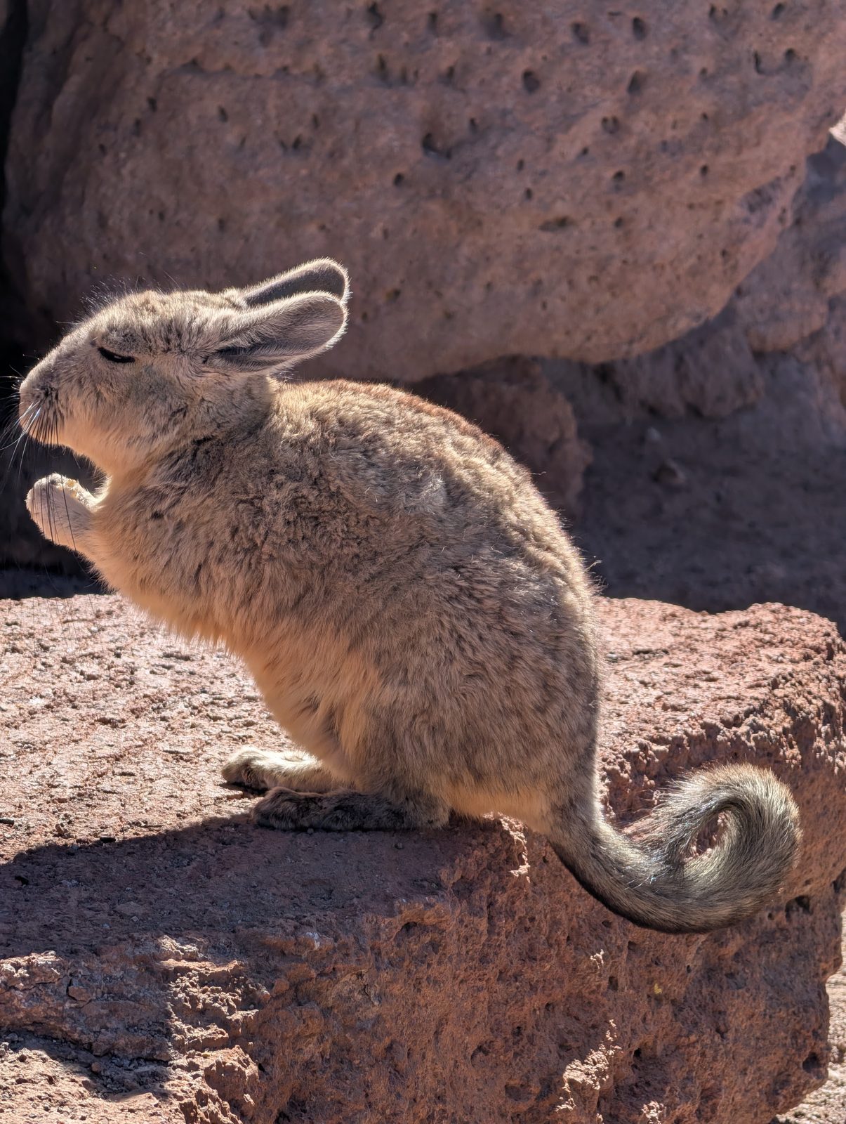 A viscacha, which is what a rabbit would be if it were a chinchilla.