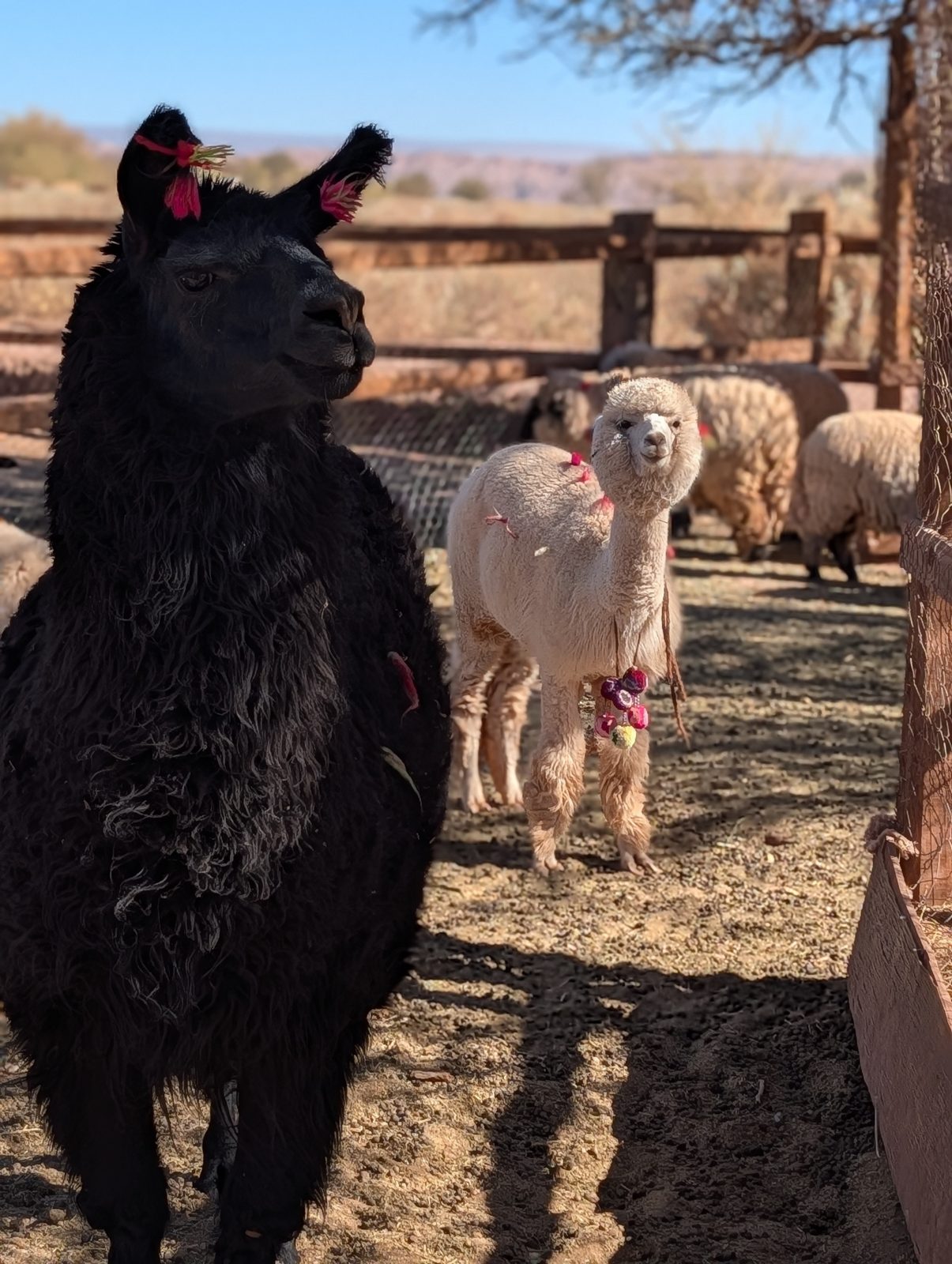 Llamas with earrings, which means they are owned and loved.