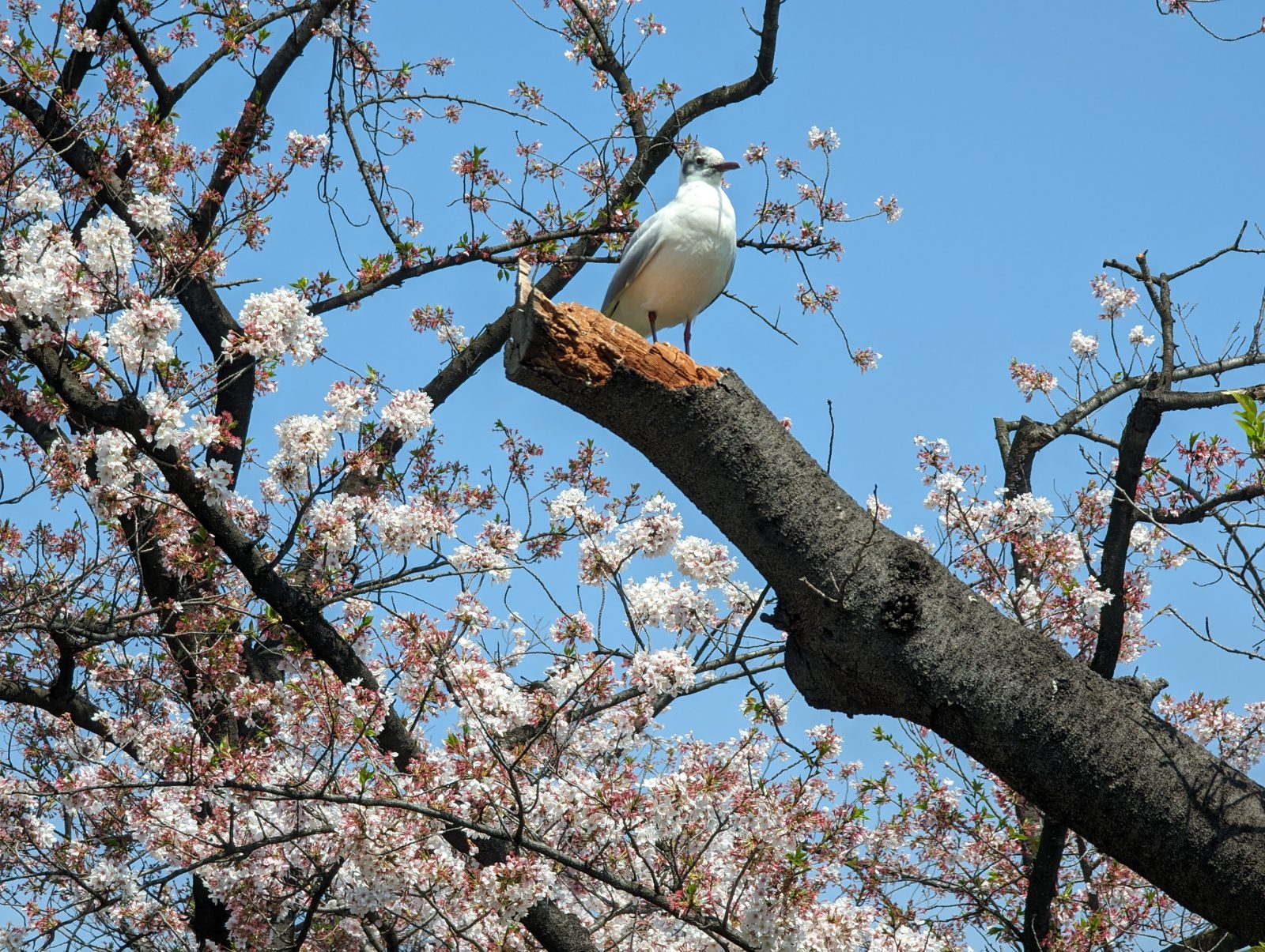 Ueno Park. The last of the blossoms, and a bird who didn't care.