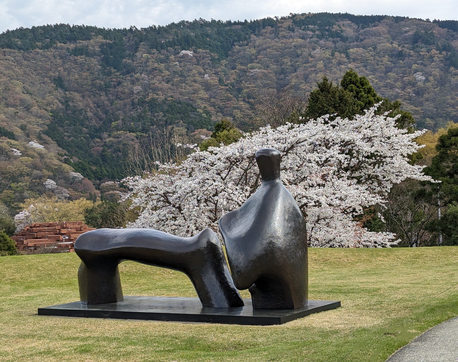 Henry Moore, Reclining Figure, under a full cherry.