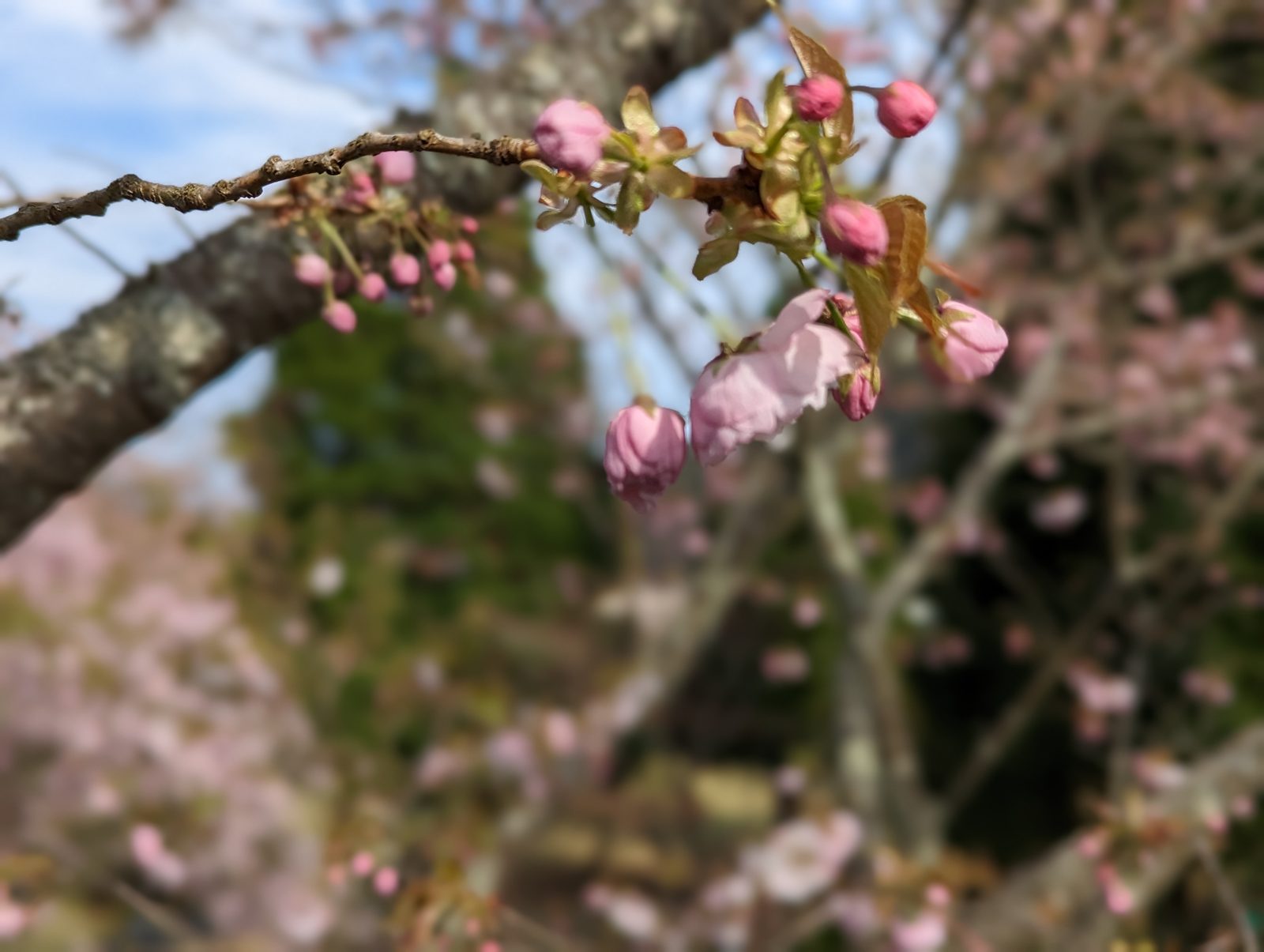 Mountain cherry.
