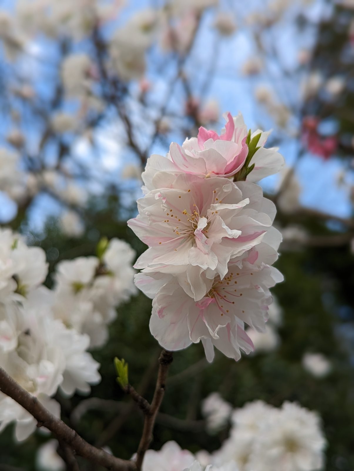 Pink and white on one branch.