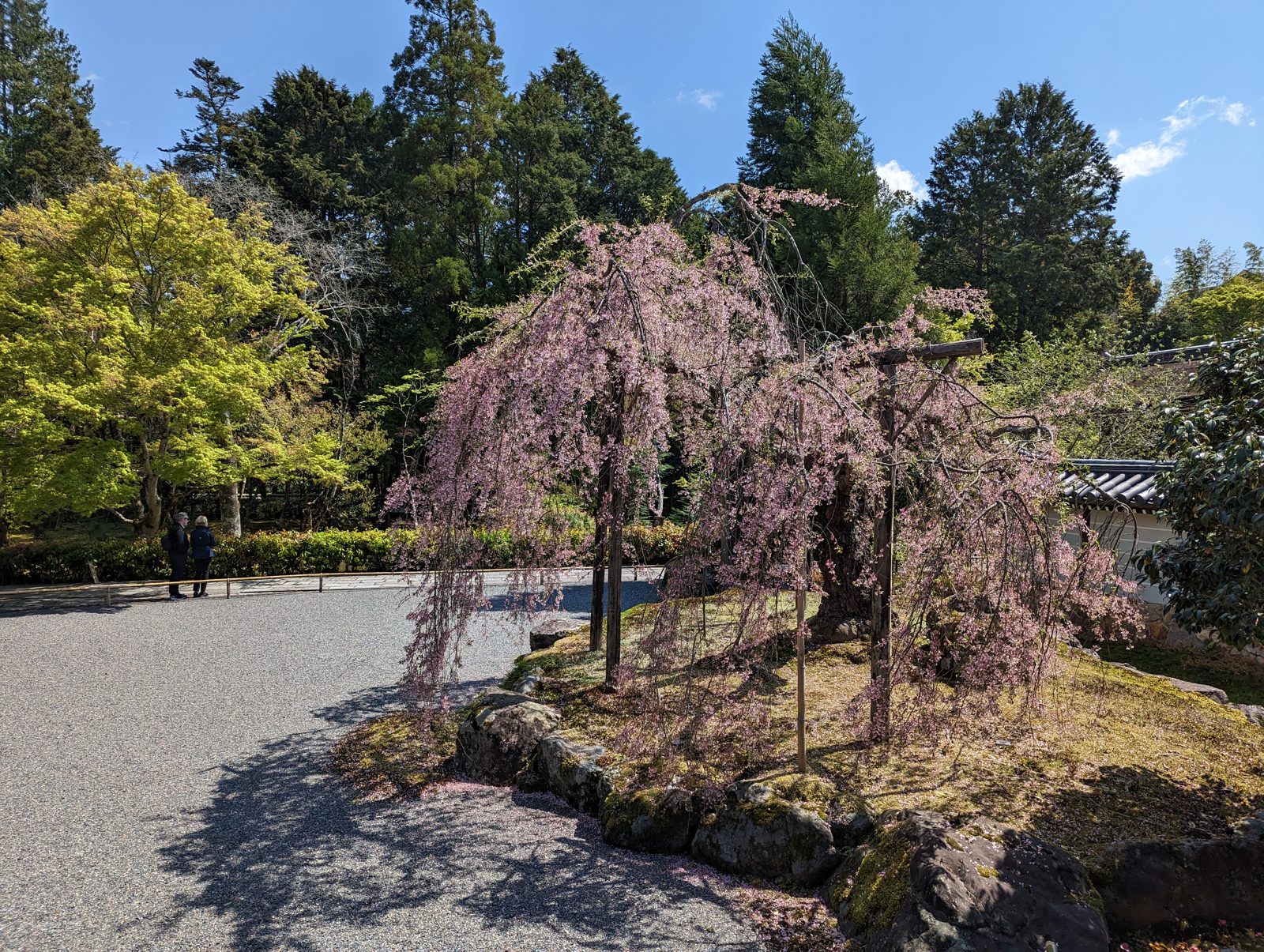 Saihoji. The weeping cherry at the entrance.