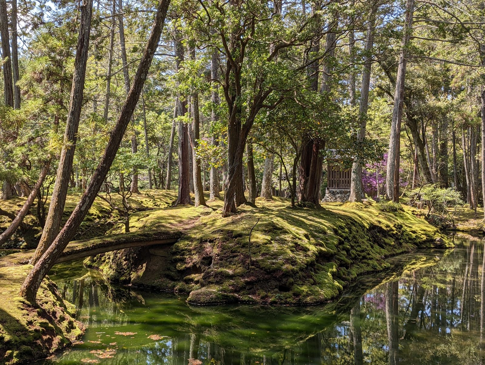 The moss garden. Everything green is moss.
