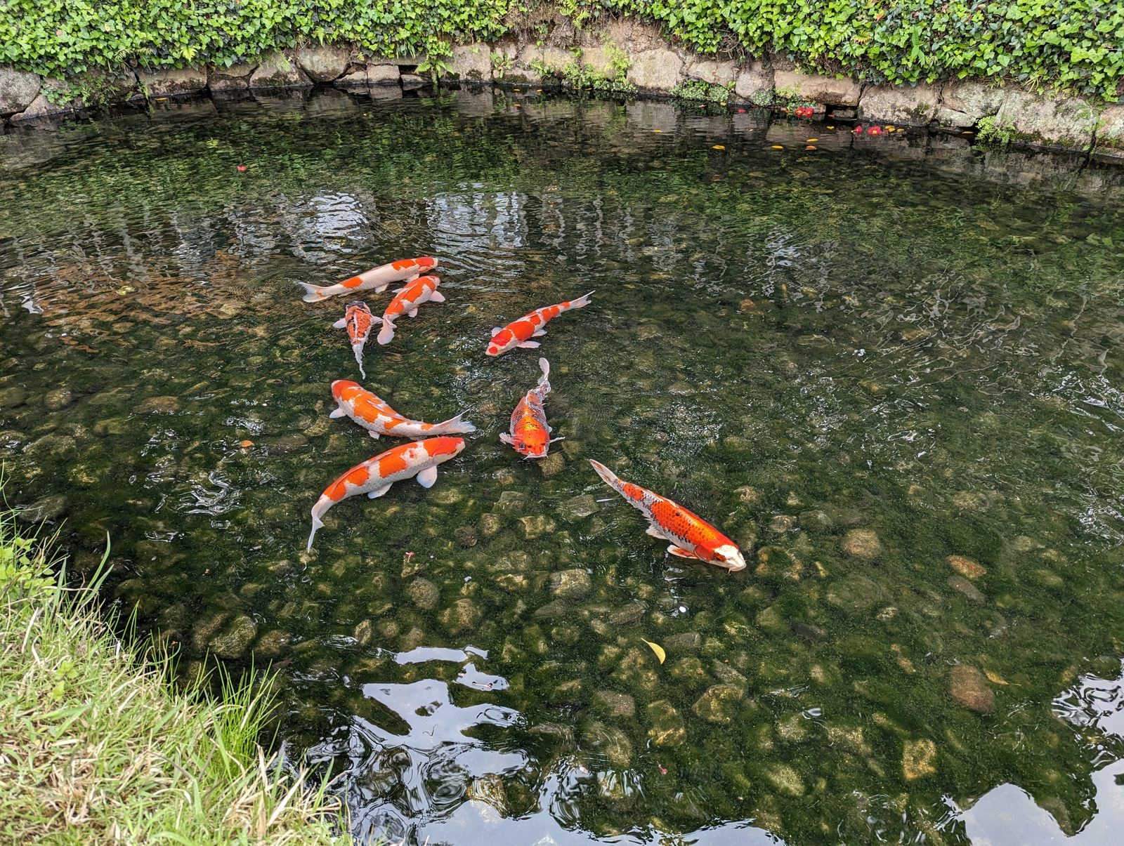 Koi.