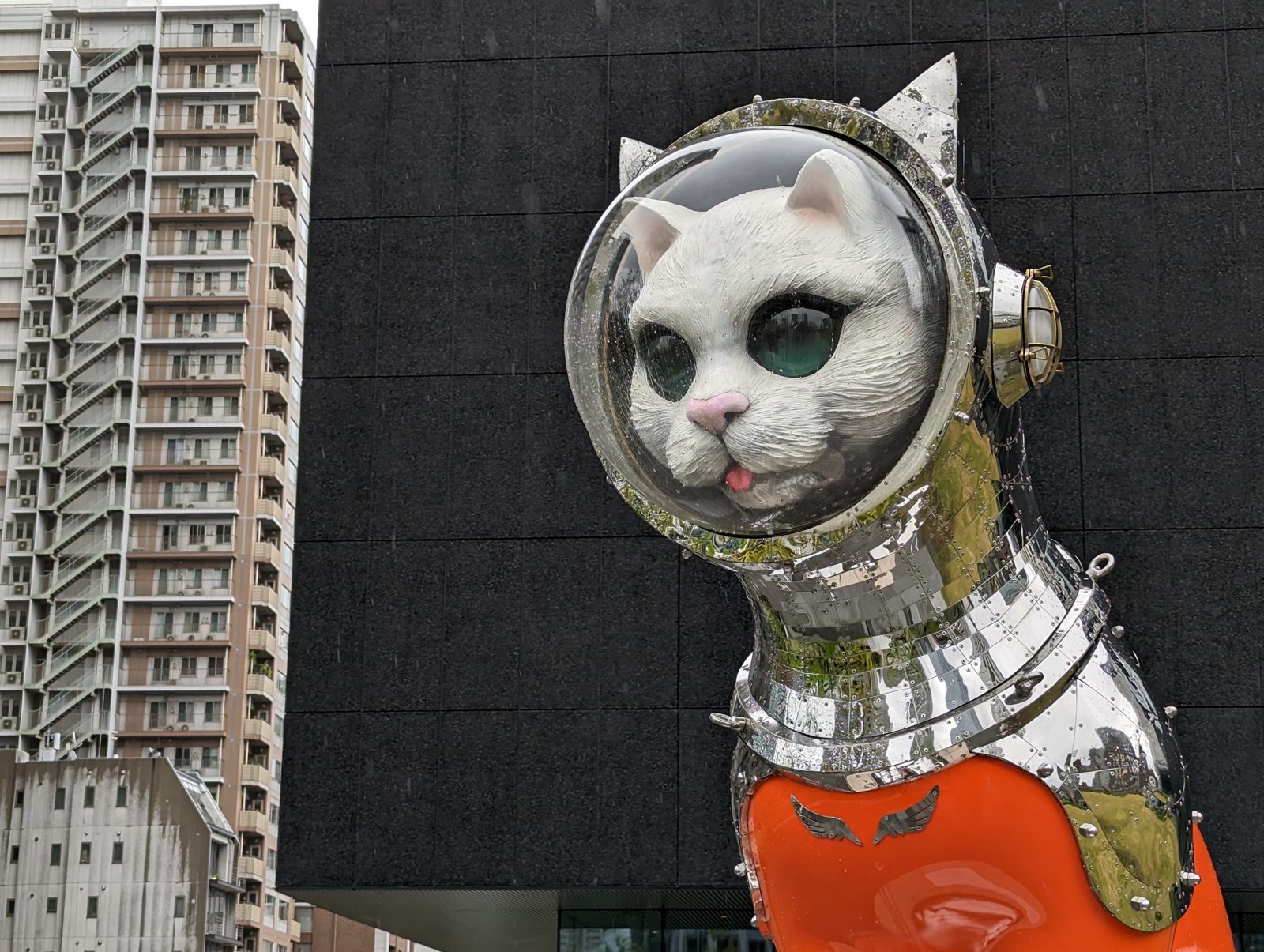 The cat, closer.